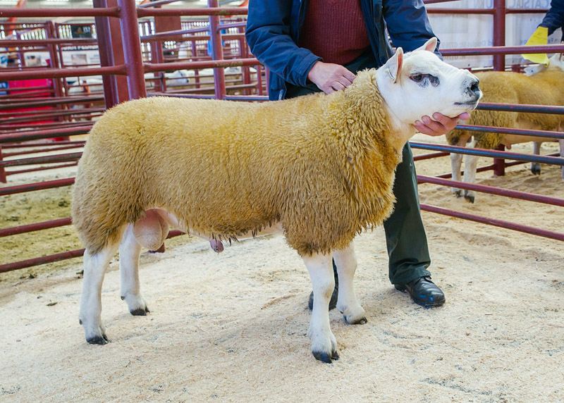 Lot 134 Texel Ram Lamb from Highfield Farming Knock sold for 1400